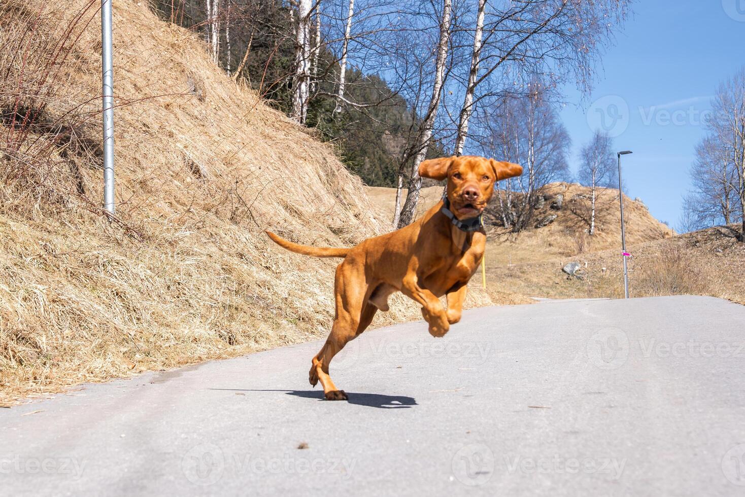 A Vizsla dog runs energetically on a paved path surrounded by dry grass and sparse birch trees under a clear blue sky, with a lamppost in view. photo