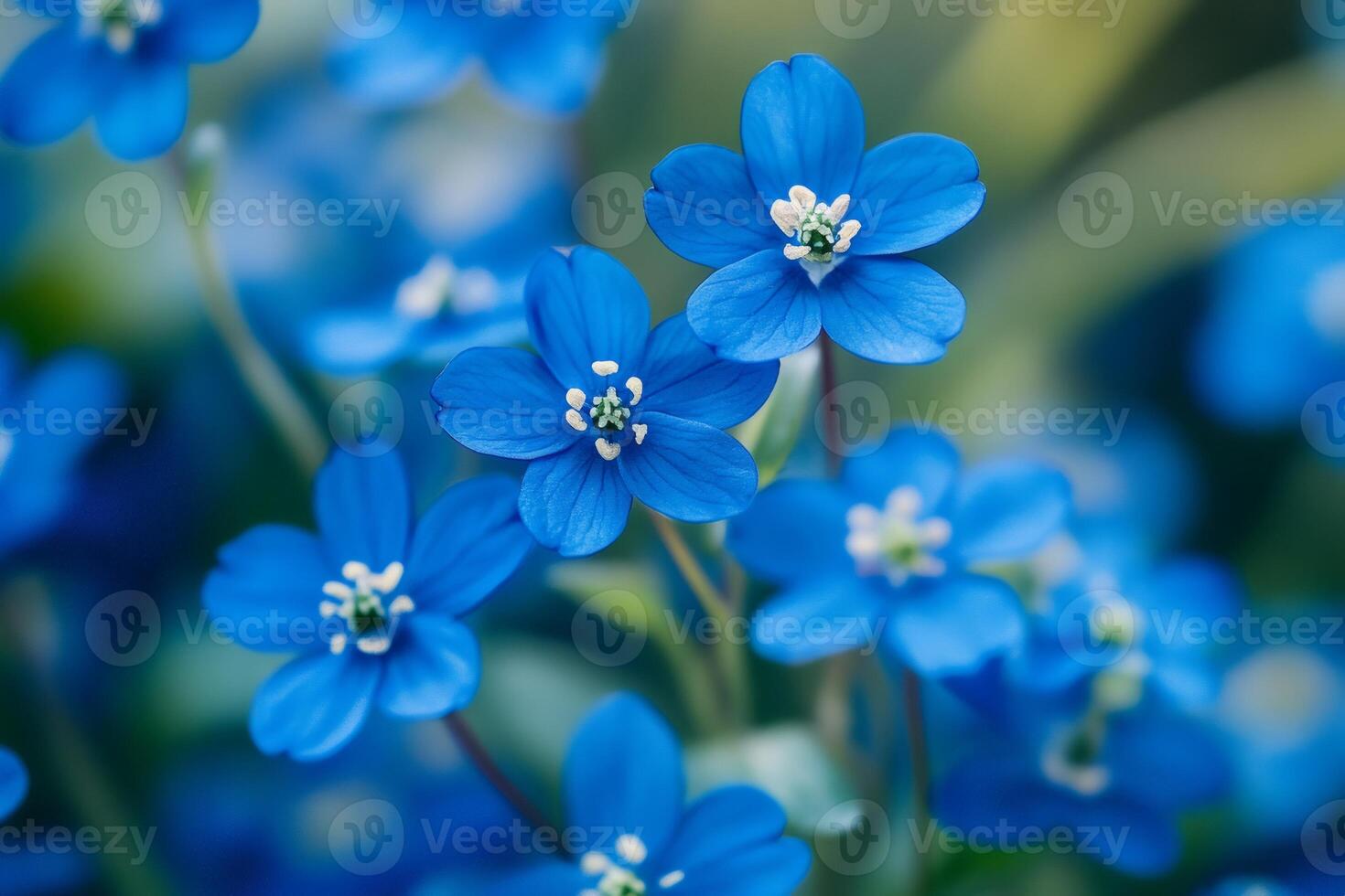 Blue hepatica nobilis flowers blooming in spring garden photo