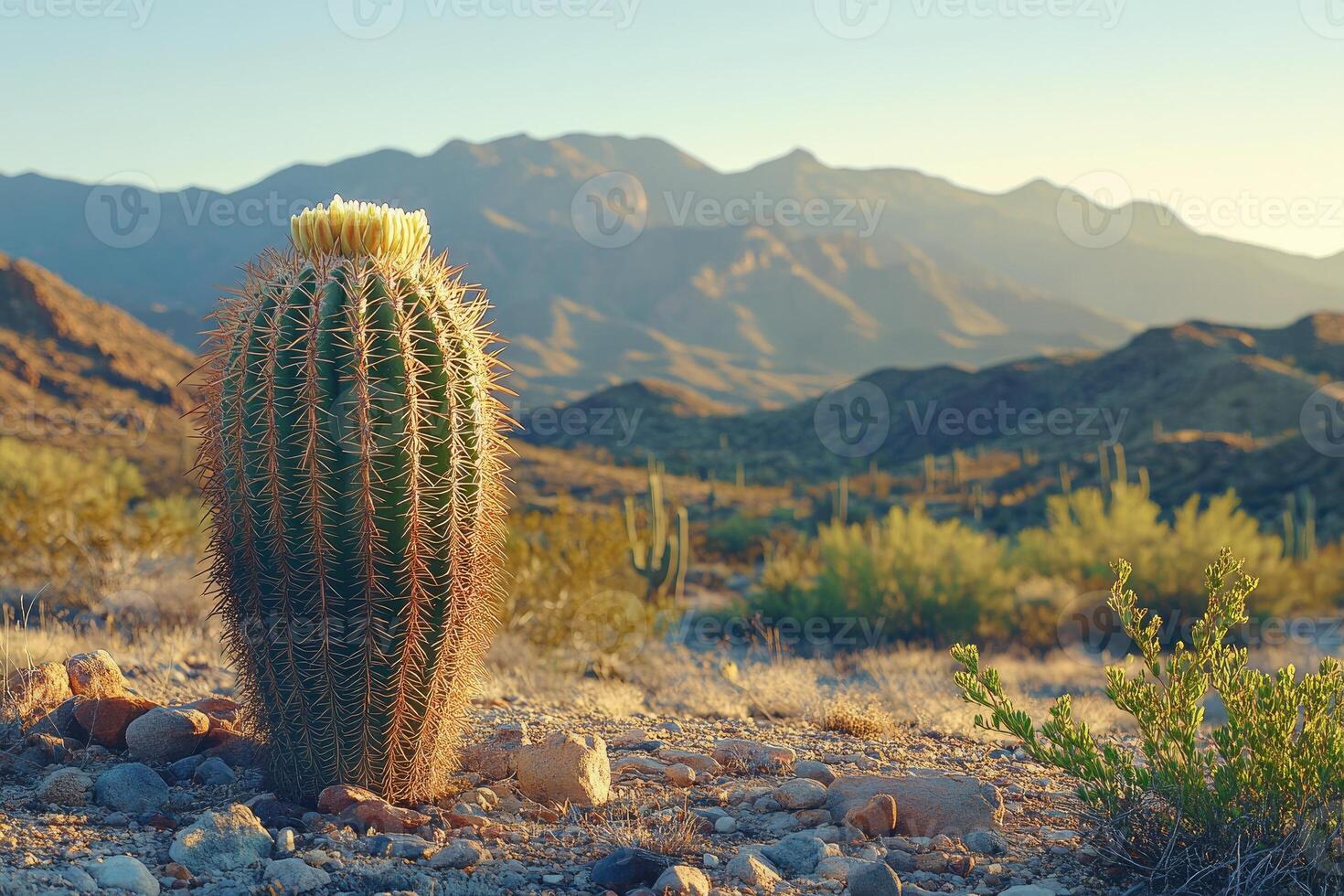 Blooming cactus in the arizona desert landscape at sunset photo