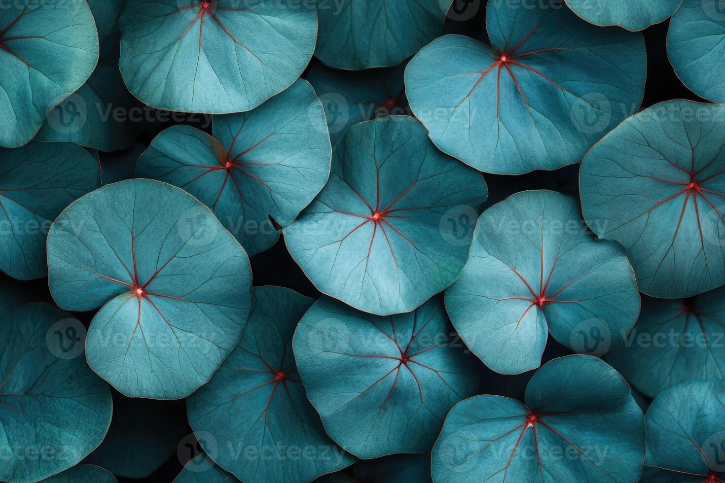 Turquoise polyscias scutellaria leaves creating a natural background photo