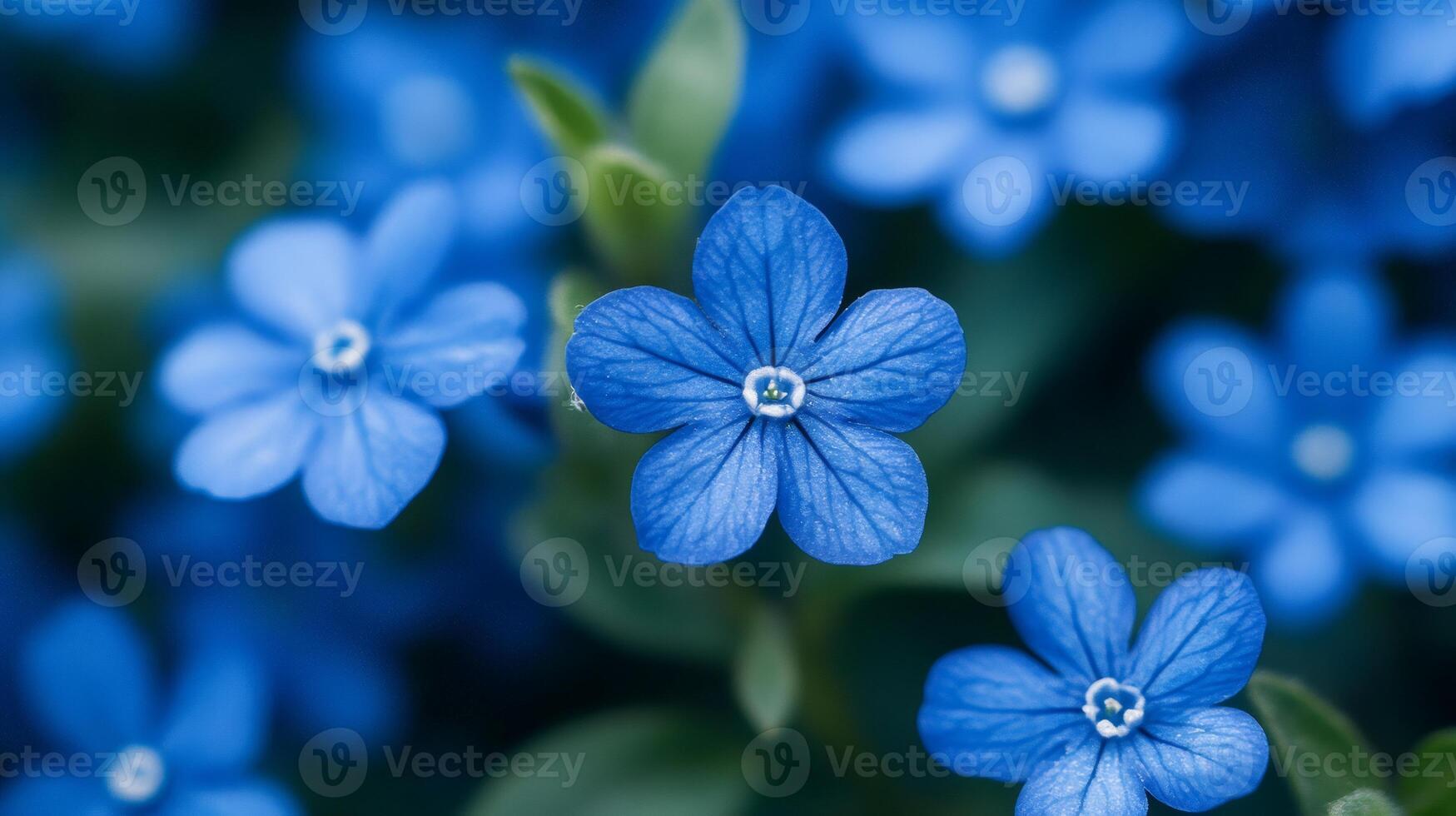 Delicate blue flowers blooming in spring garden photo