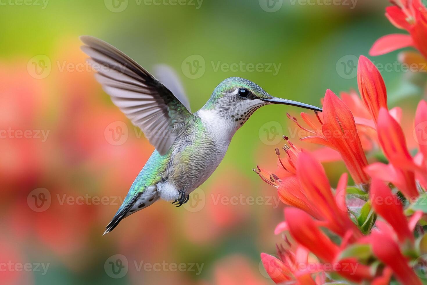 Hummingbird hovering and drinking nectar from red flower photo