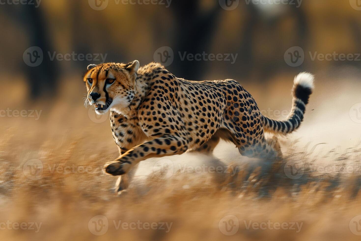 Cheetah running at full speed in the african savanna . .. photo