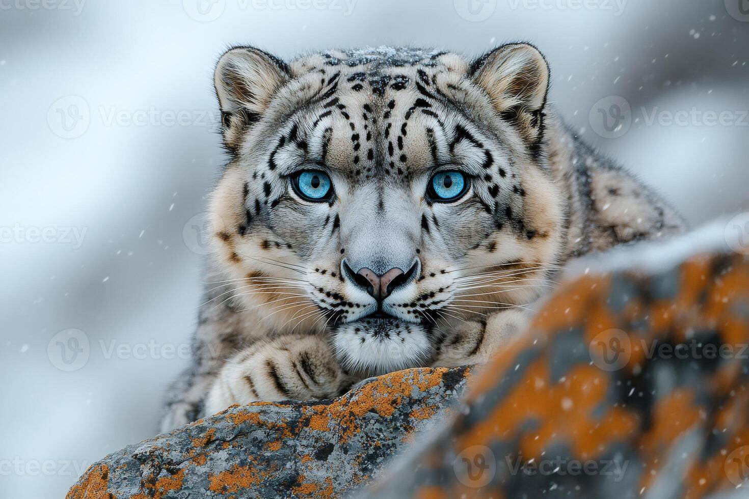 Snow leopard resting on rock in snowy mountain habitat photo