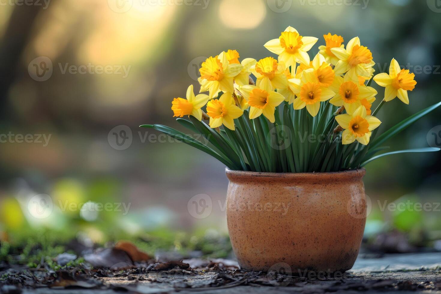 Yellow daffodils blooming in rustic terracotta pot during spring photo