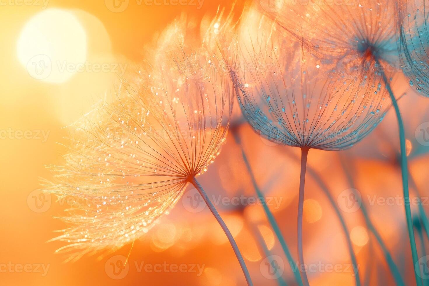 Dandelion seeds glistening with dewdrops at sunset creating a dreamlike atmosphere photo