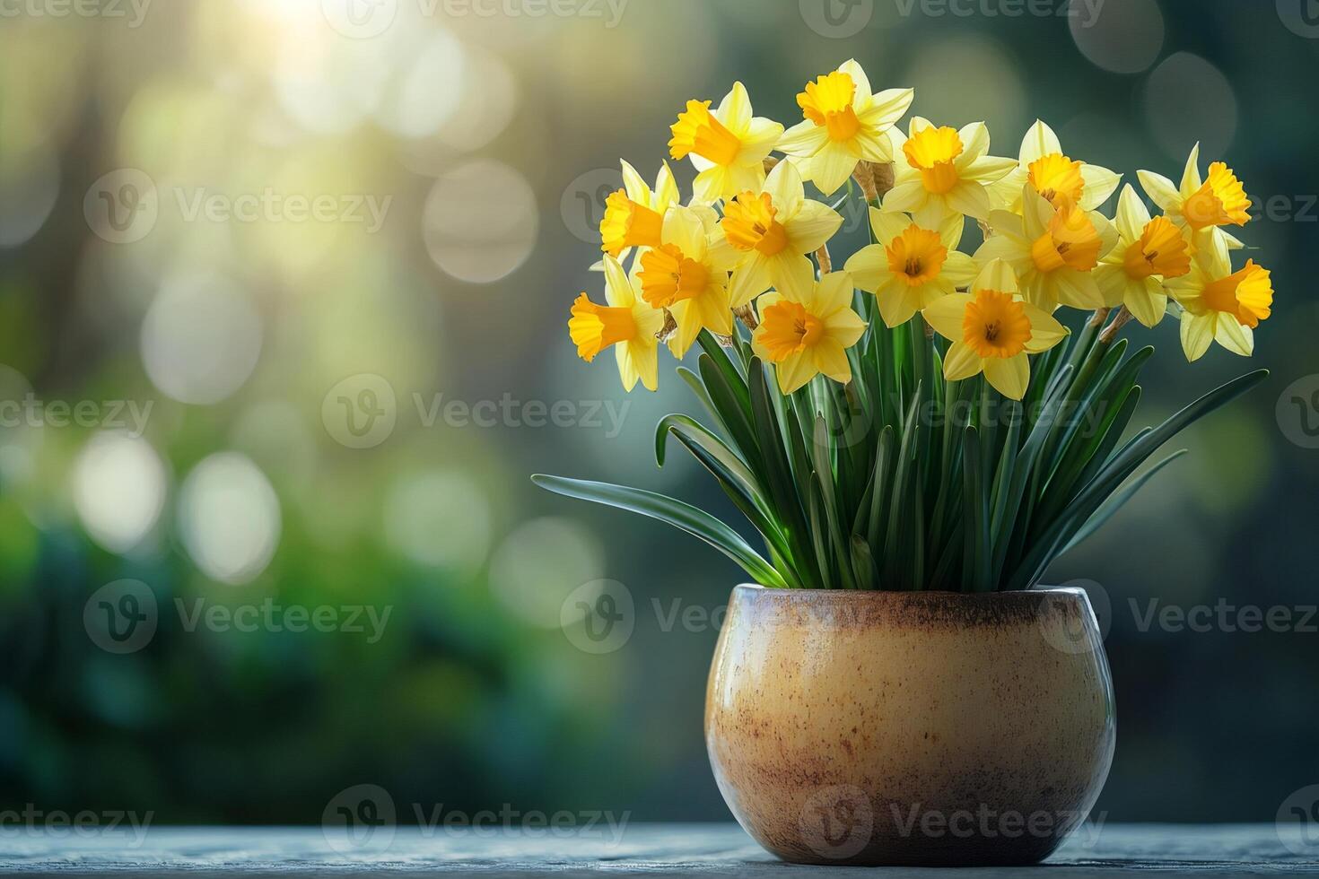 Yellow daffodils blooming in pot on blurred background photo