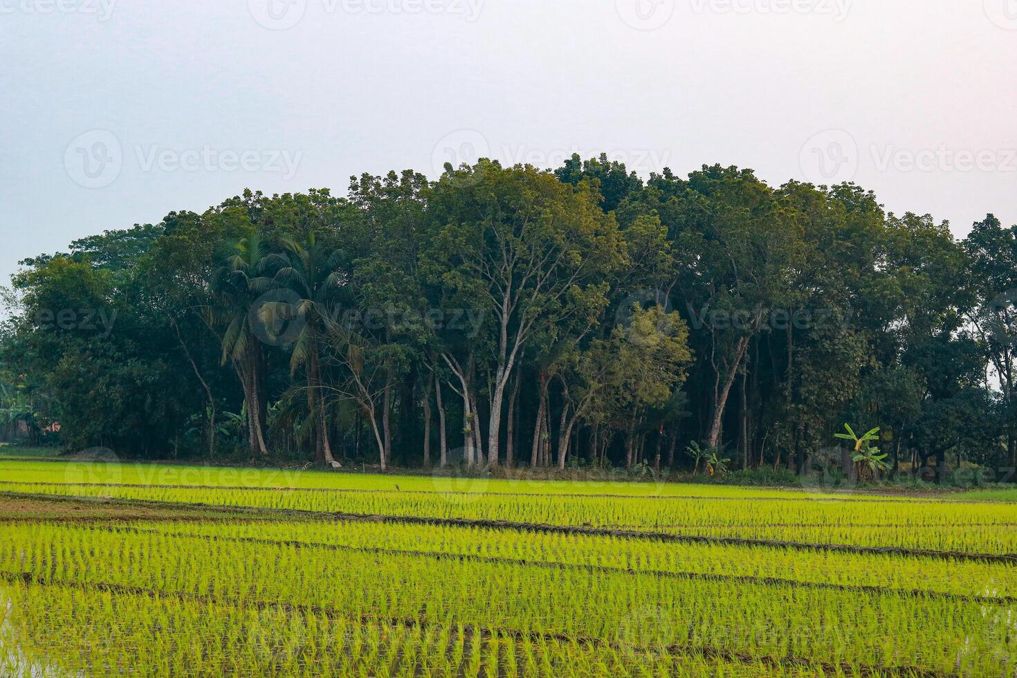 Rice field in the morning with a tree in the background, Bangladesh photo