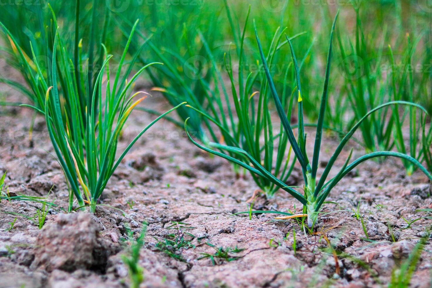 Onion plants growing in the field in springtime, in Bangladesh. photo