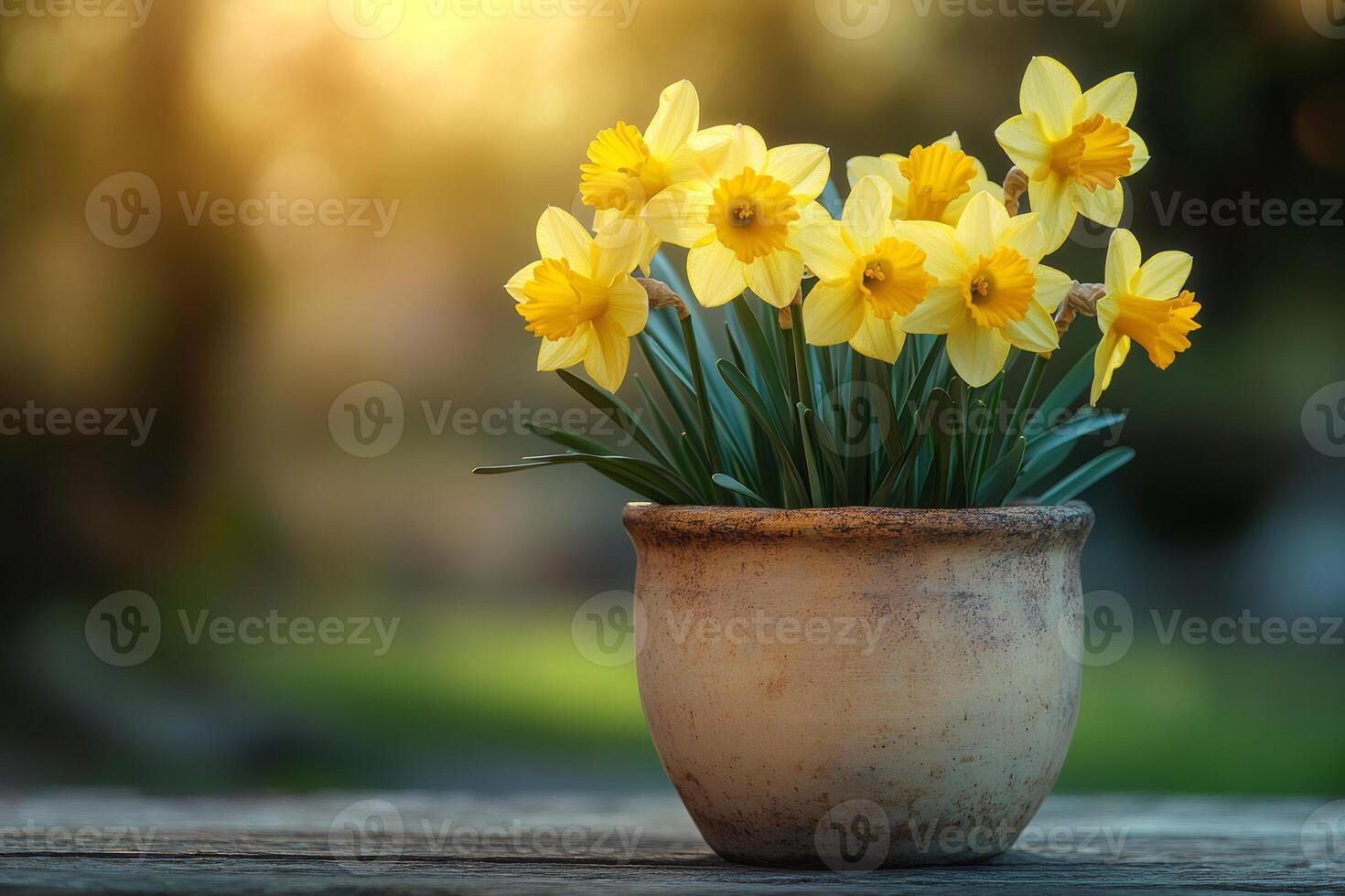 Yellow daffodils blooming in a pot during a beautiful sunset photo