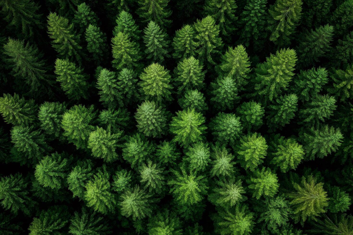 Lush green forest canopy creating stunning natural pattern ... photo