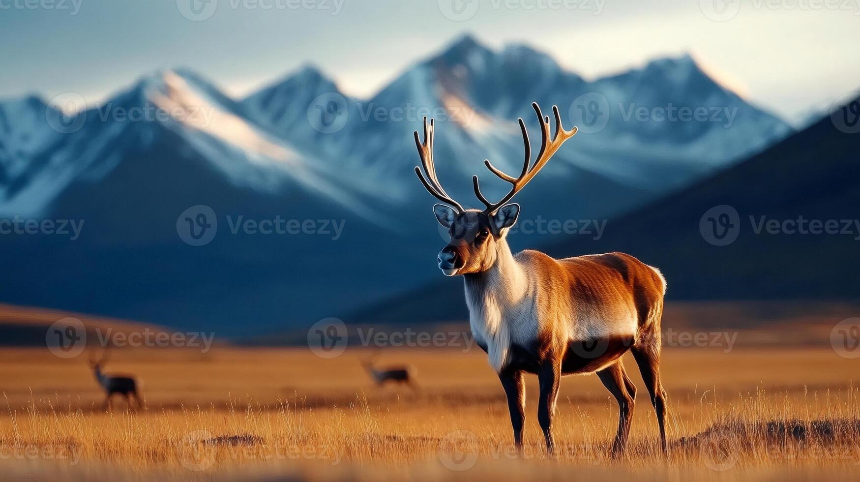 Majestic reindeer standing in a field with mountains in the background photo