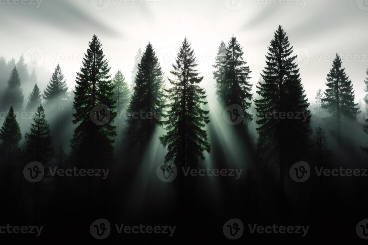 Sunbeams filtering through fog in majestic pine forest photo