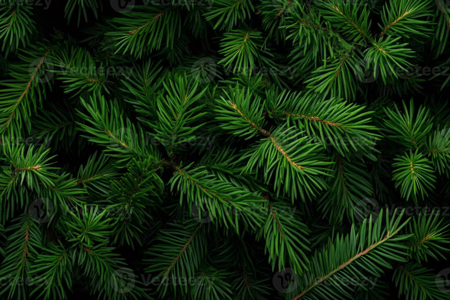 Fresh green pine branches creating lush natural background for christmas photo