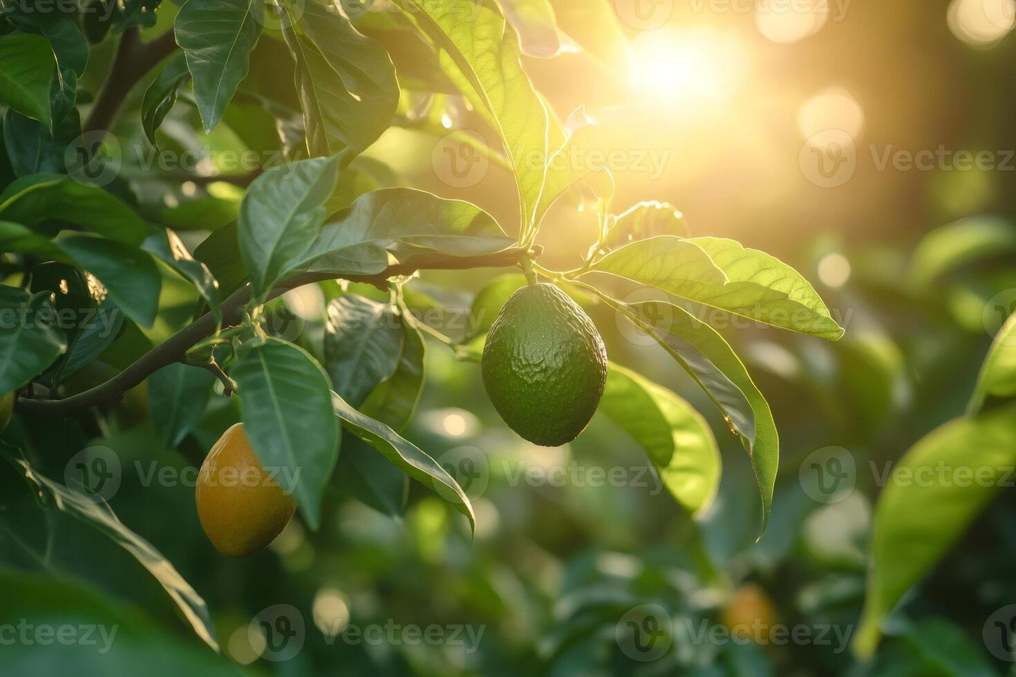 Ripe avocados growing on tree at sunset in orchard photo