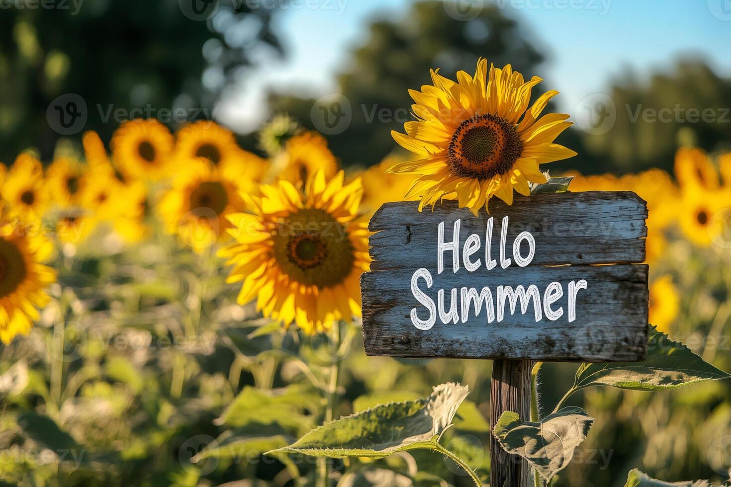 Sunflowers blooming in field with hello summer sign announcing summer season photo