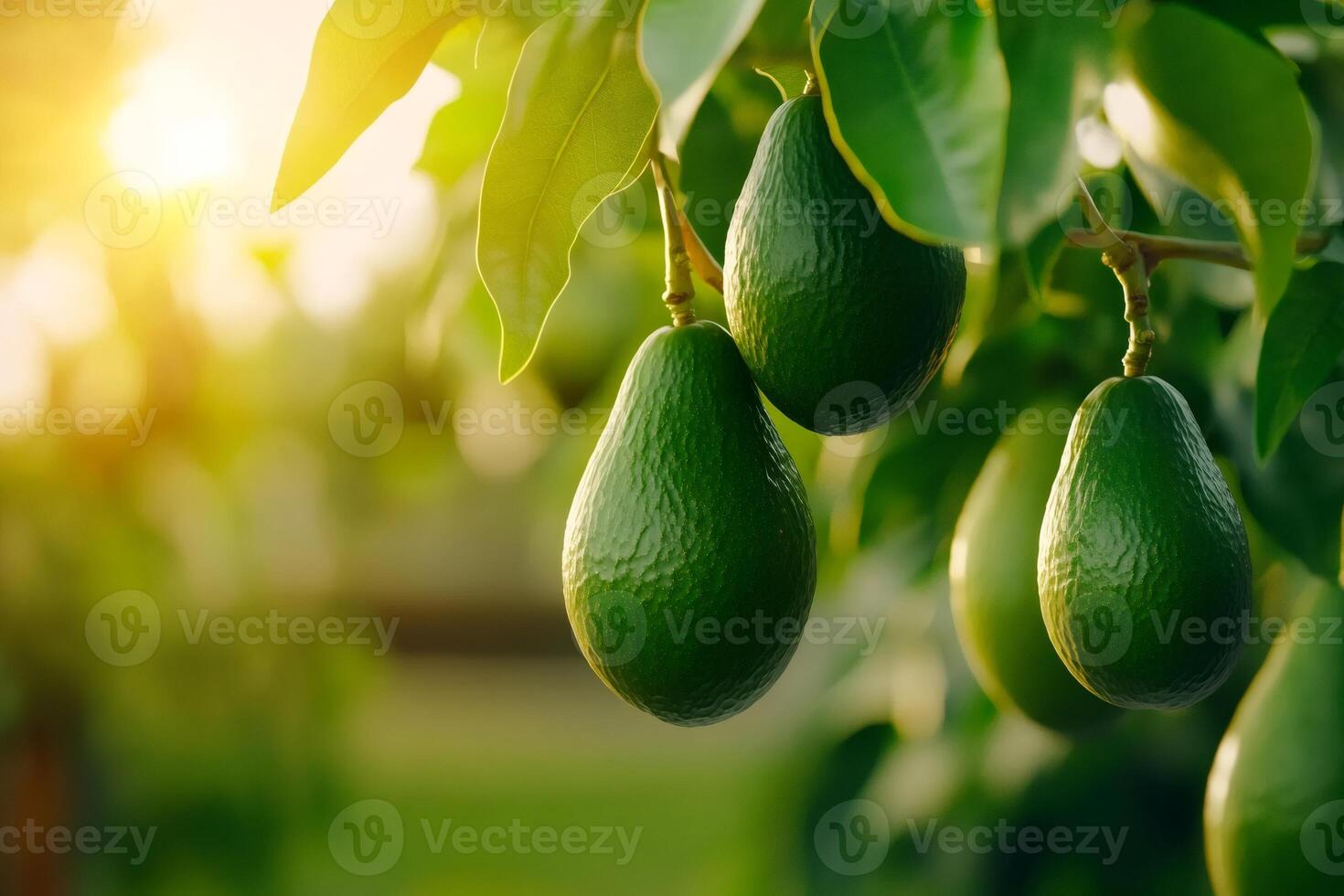 Ripe green avocados growing on tree at sunset in orchard photo