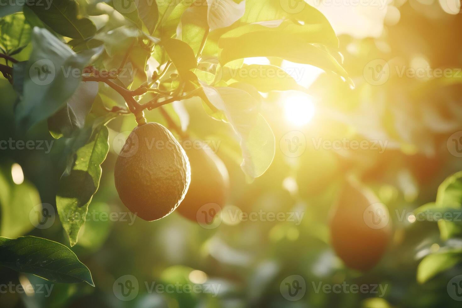 Ripe avocados growing on tree at sunset in orchard.... photo