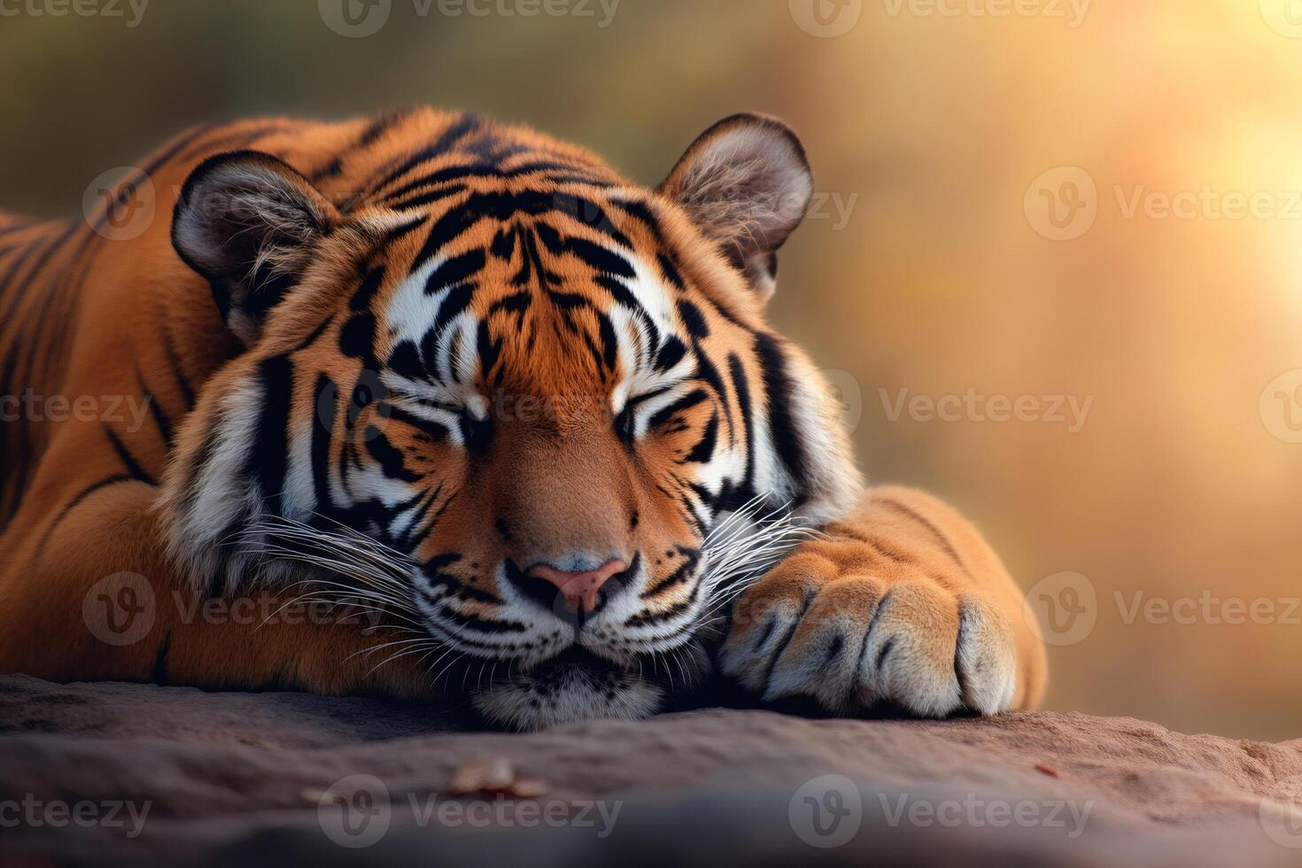 Sleeping tiger resting peacefully on a rock at sunset photo