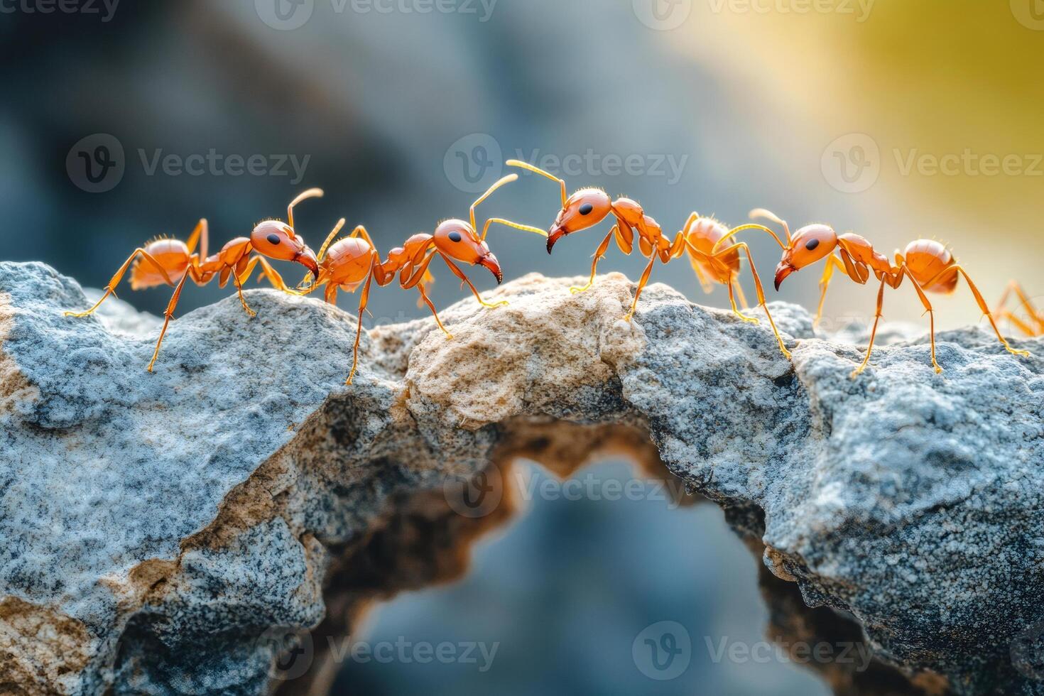 Weaver ants building bridge over gap in rock formation photo