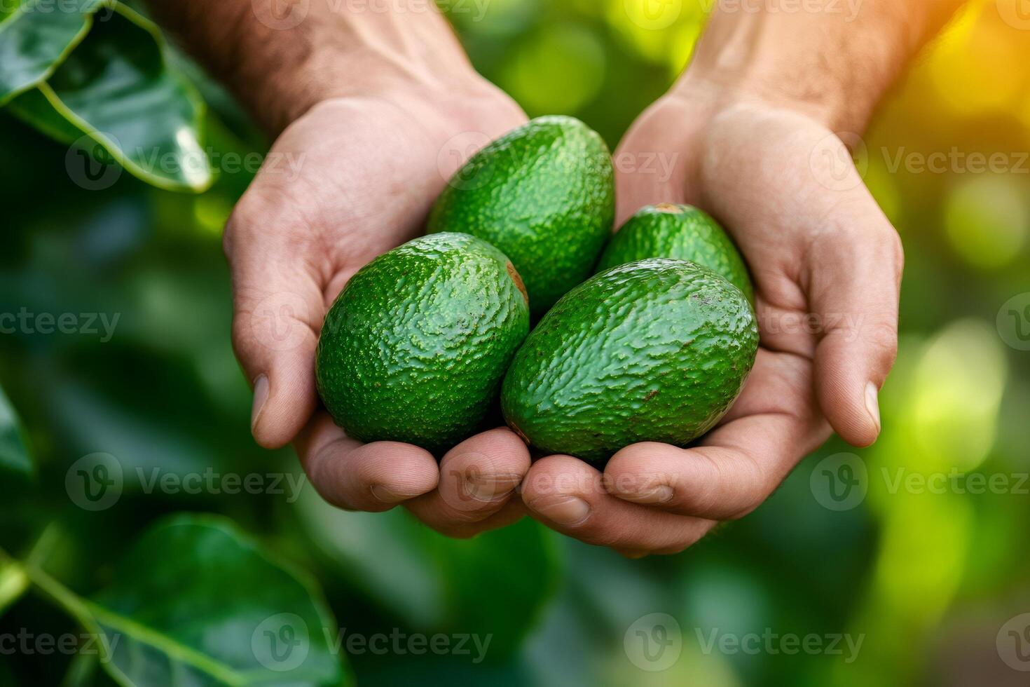 Hands holding fresh green avocados in garden photo
