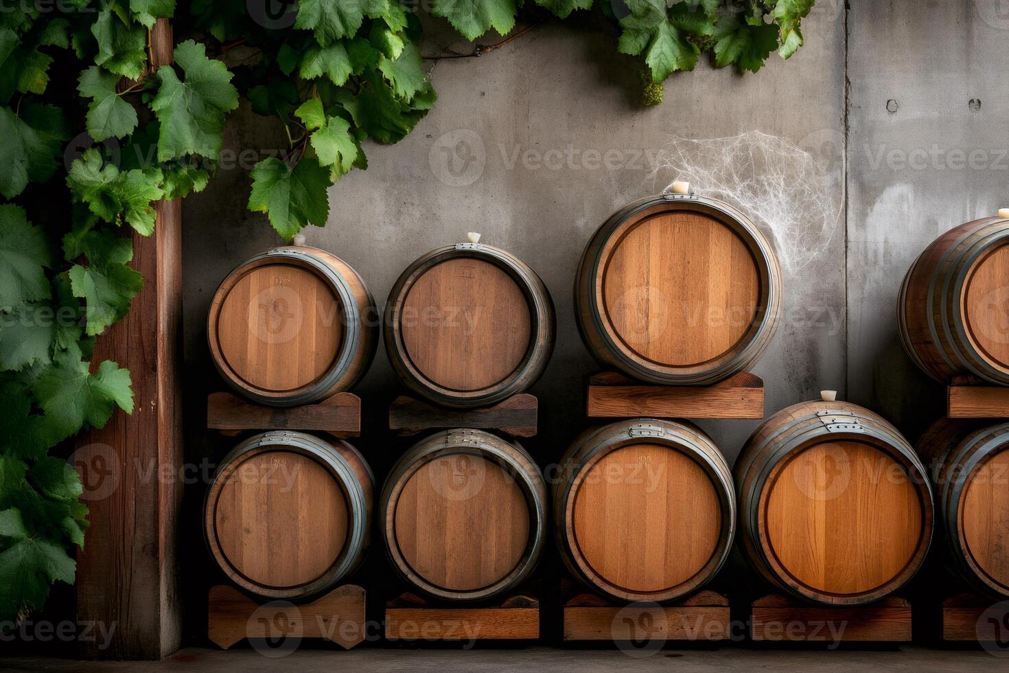 Wine barrels resting in cellar with grapevines growing on concrete wall photo