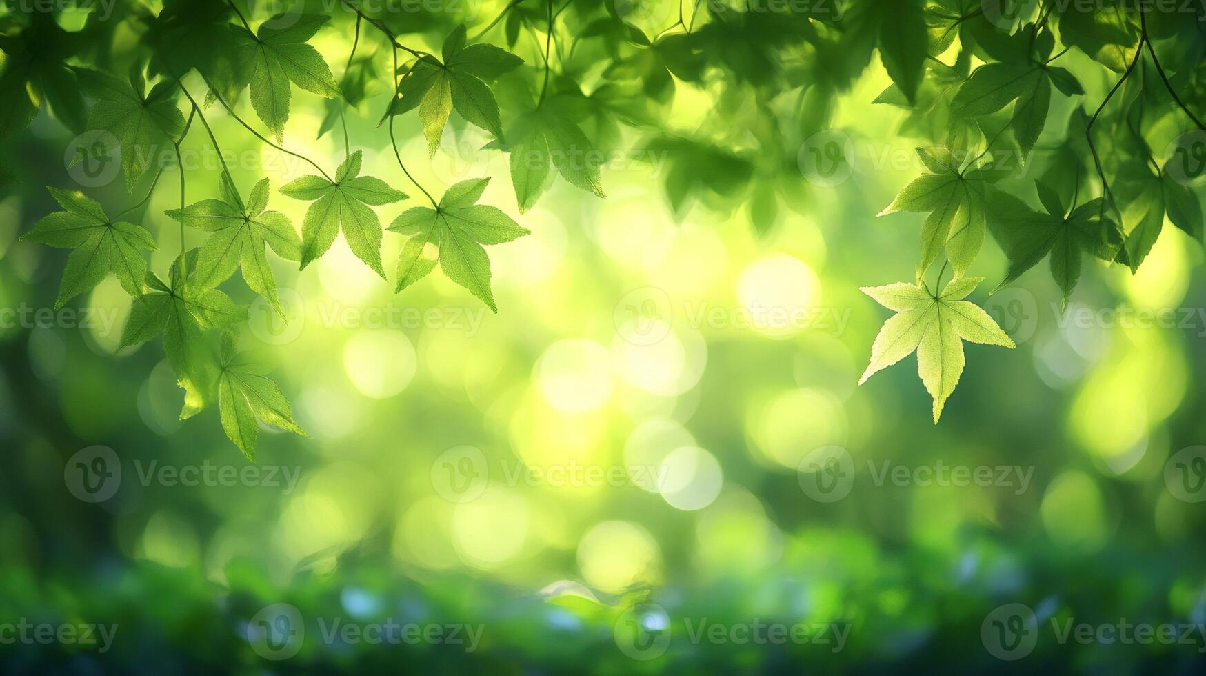 Fresh green maple leaves creating relaxing atmosphere in spring forest photo