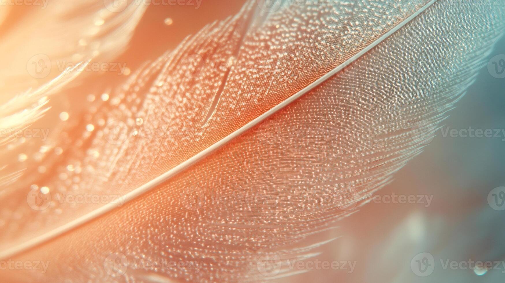 Feather close up showing tiny water droplets reflecting light photo