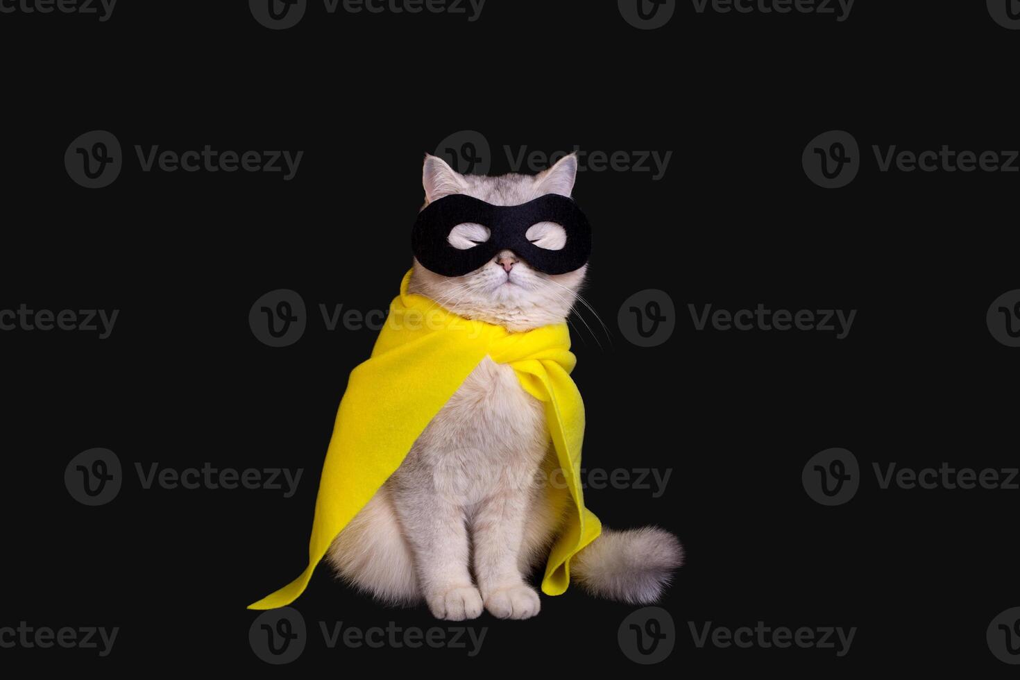 a cat in a black mask sits on an isolated black background with his eyes closed. photo