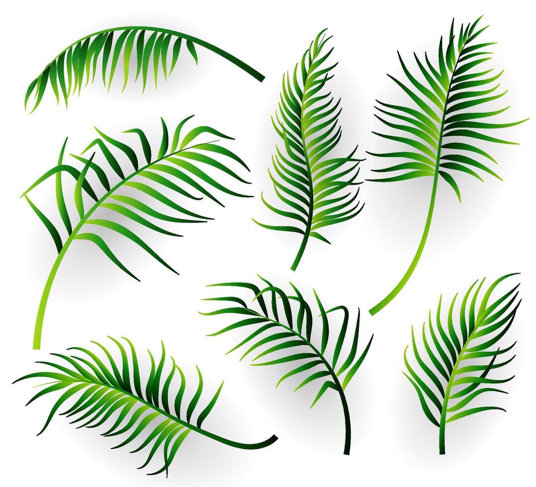 Tropical leaves collection vector