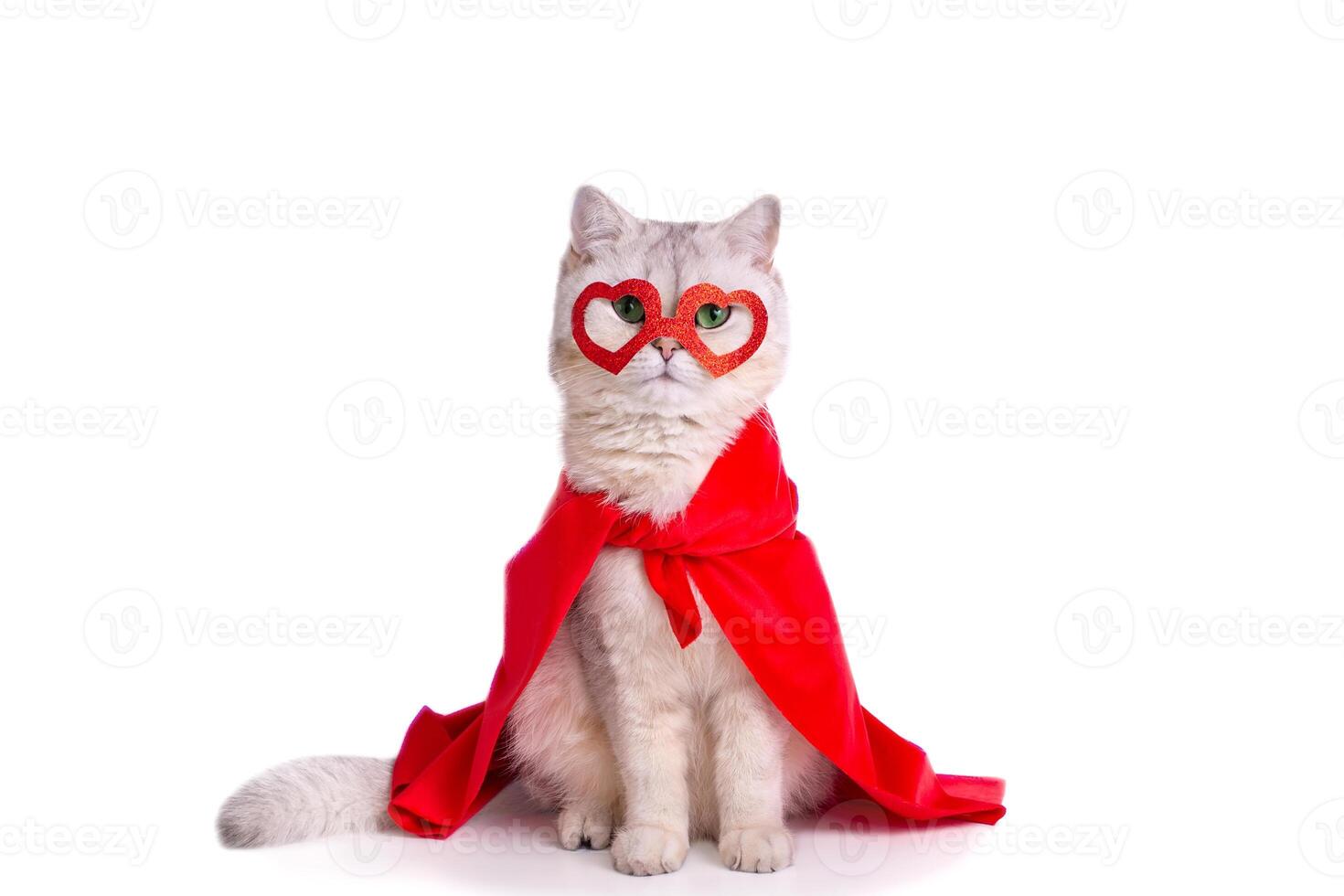 A cat sits on white background in a red mask in the form of hearts and a red cape. photo