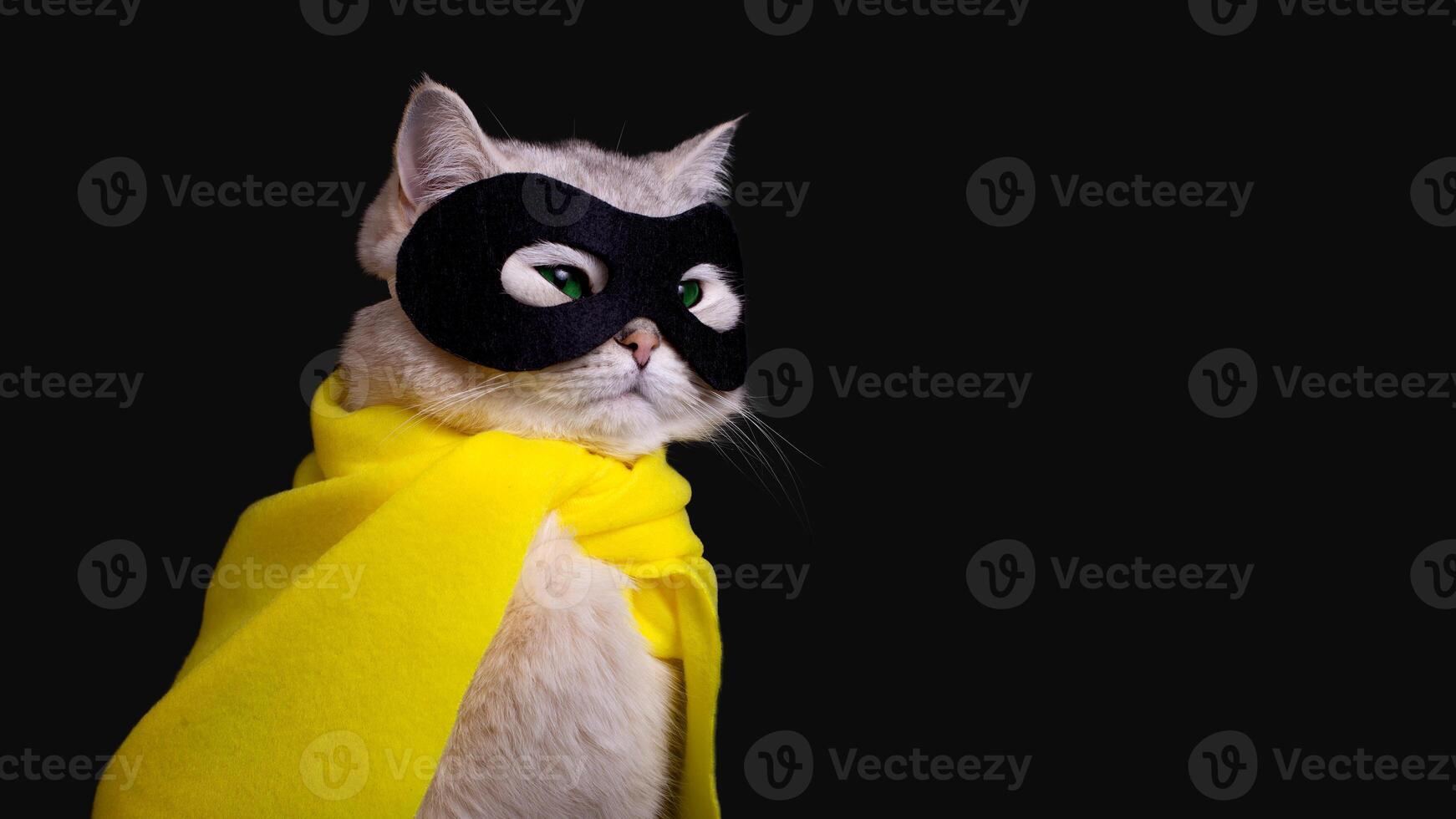 Cute white cat in a black mask sits on black background, looking away photo