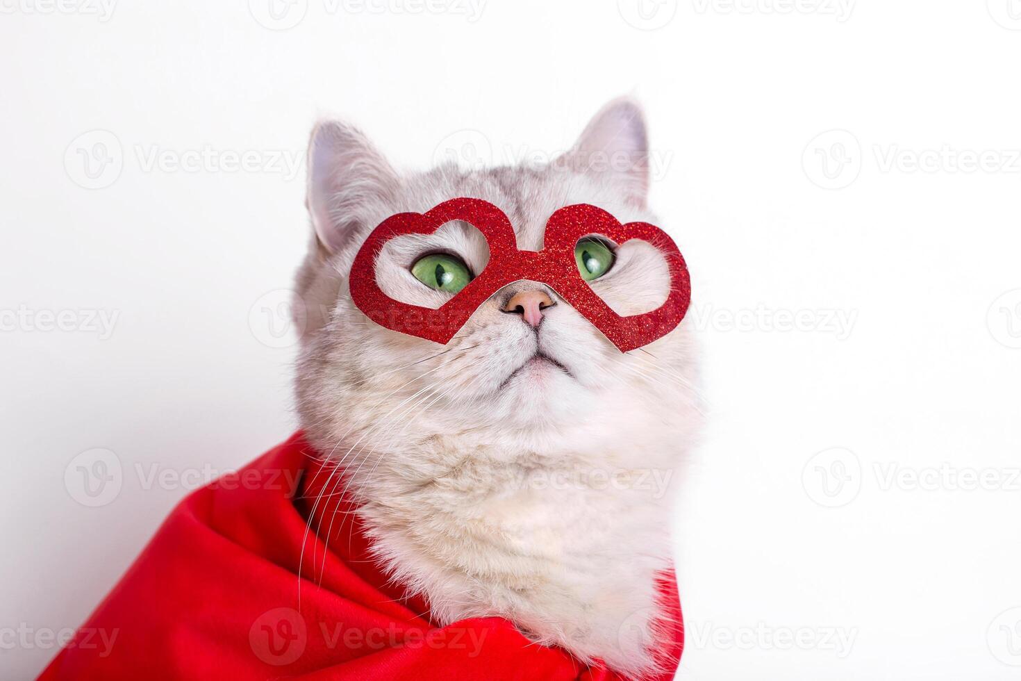 a cute white cat in a red mask in the form of hearts and a red cape. photo