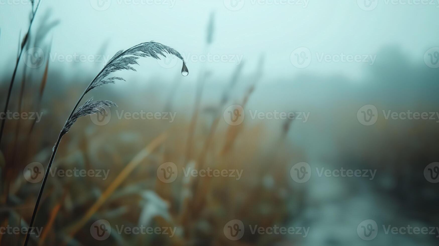 Dew Dropped Grass Blade in Misty Field A Serene Nature Scene photo