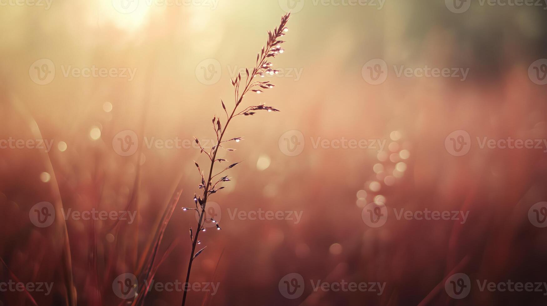Reddish Plant with Dew Drops in Soft Sunset Light photo