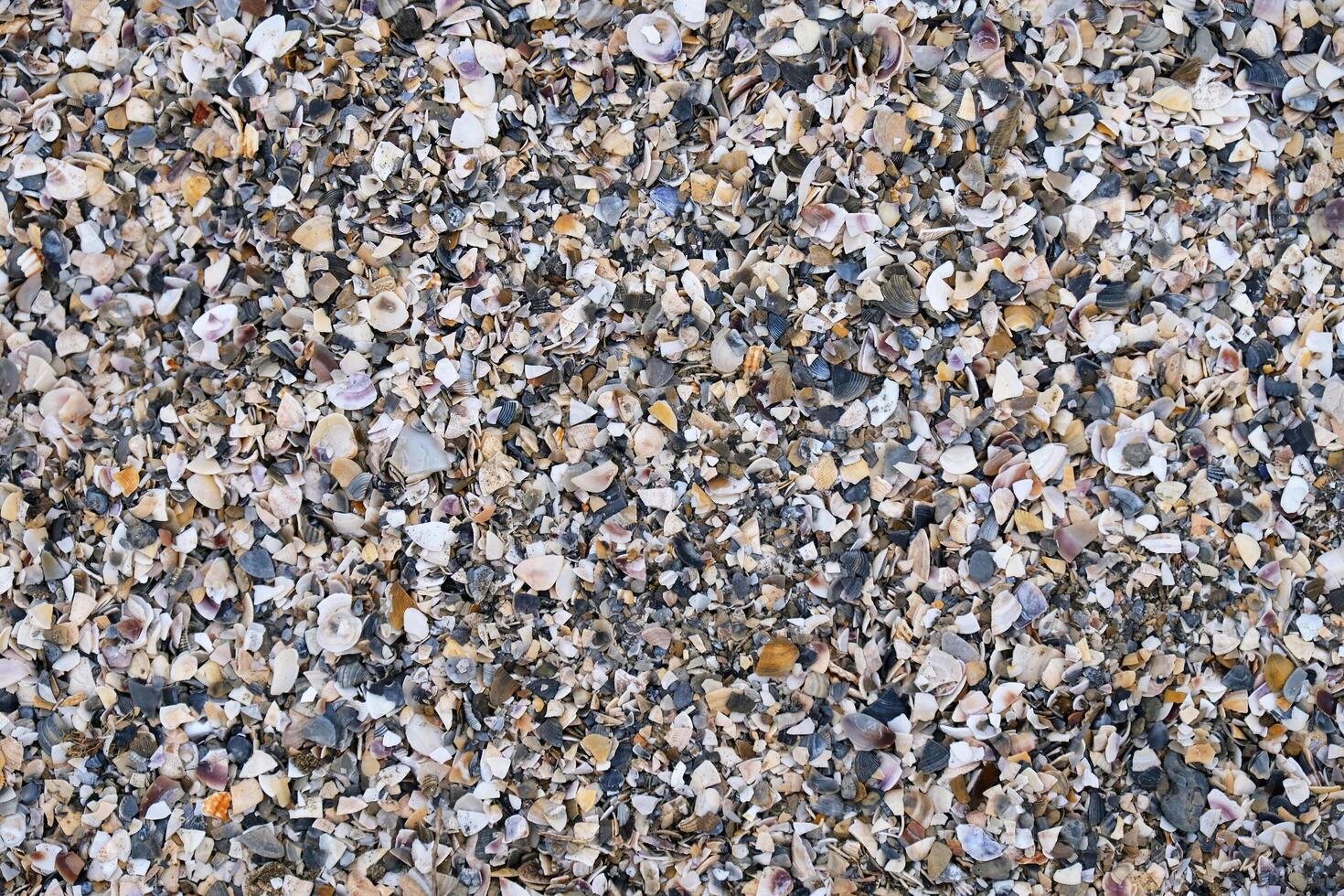 Top view of beach covered in broken seashell fragments and shell crumbs. Natural texture with scattered shell pieces in various shapes and colors. For backgrounds, nature themes, and coastal designs. photo