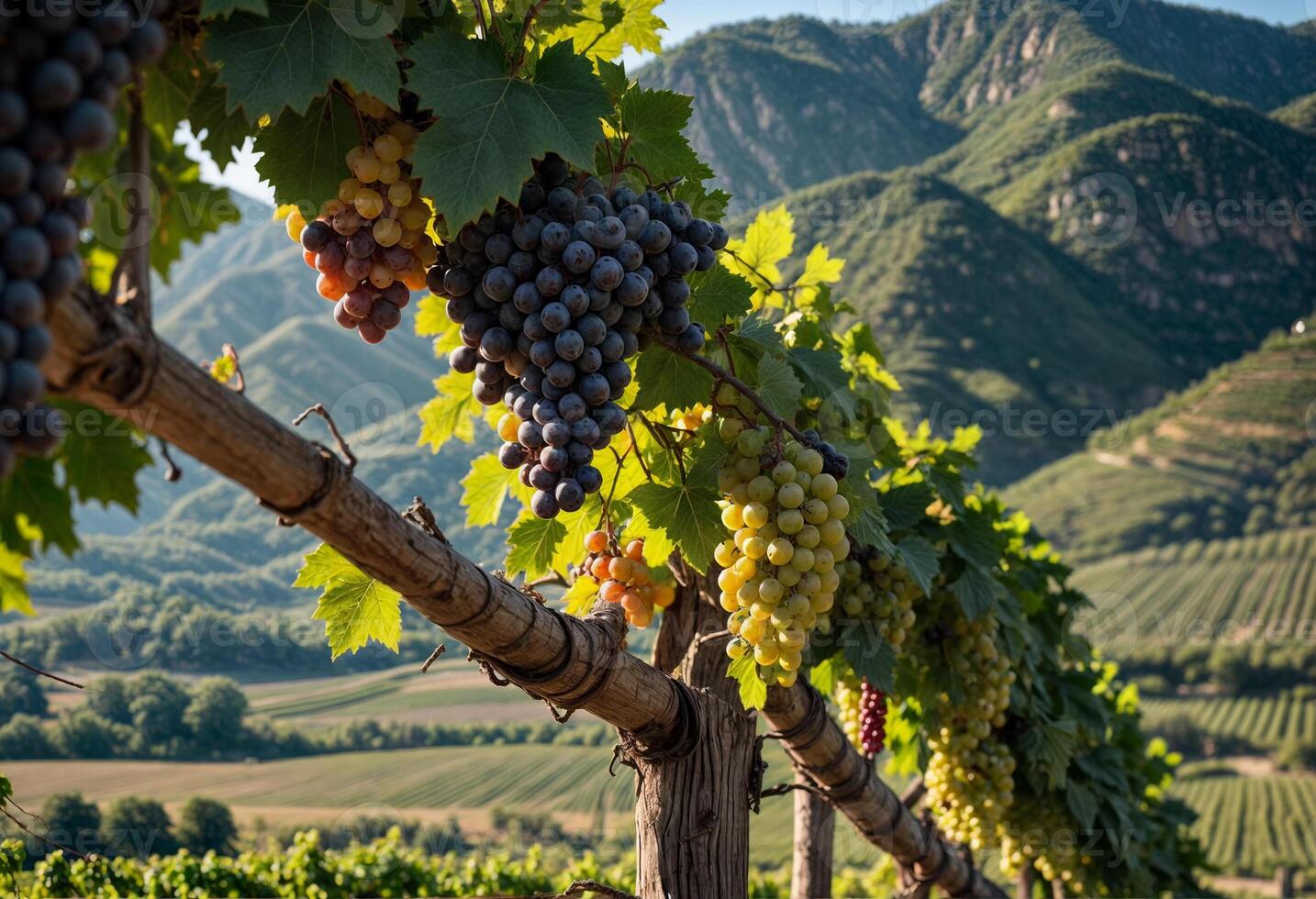 valley vineyard, with its meticulously aligned grapevines, flourishing fruits, and harmonious bond between agriculture and viticulture, is a breathtaking testament to both its beauty and productivity photo