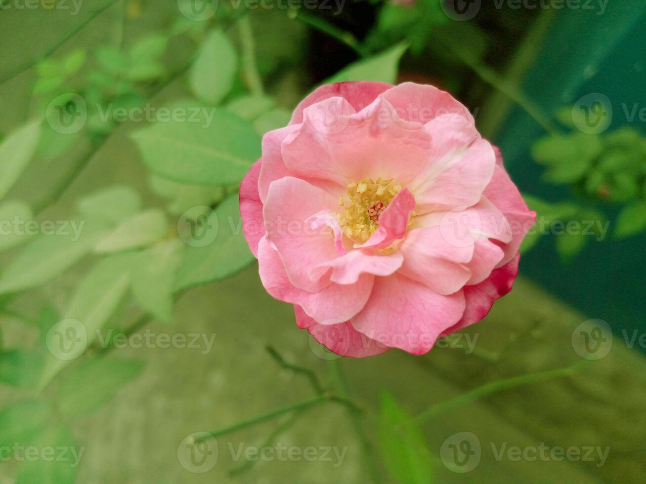 Beautiful Pink Rose in Bloom - Close-Up Nature Photography-5 photo