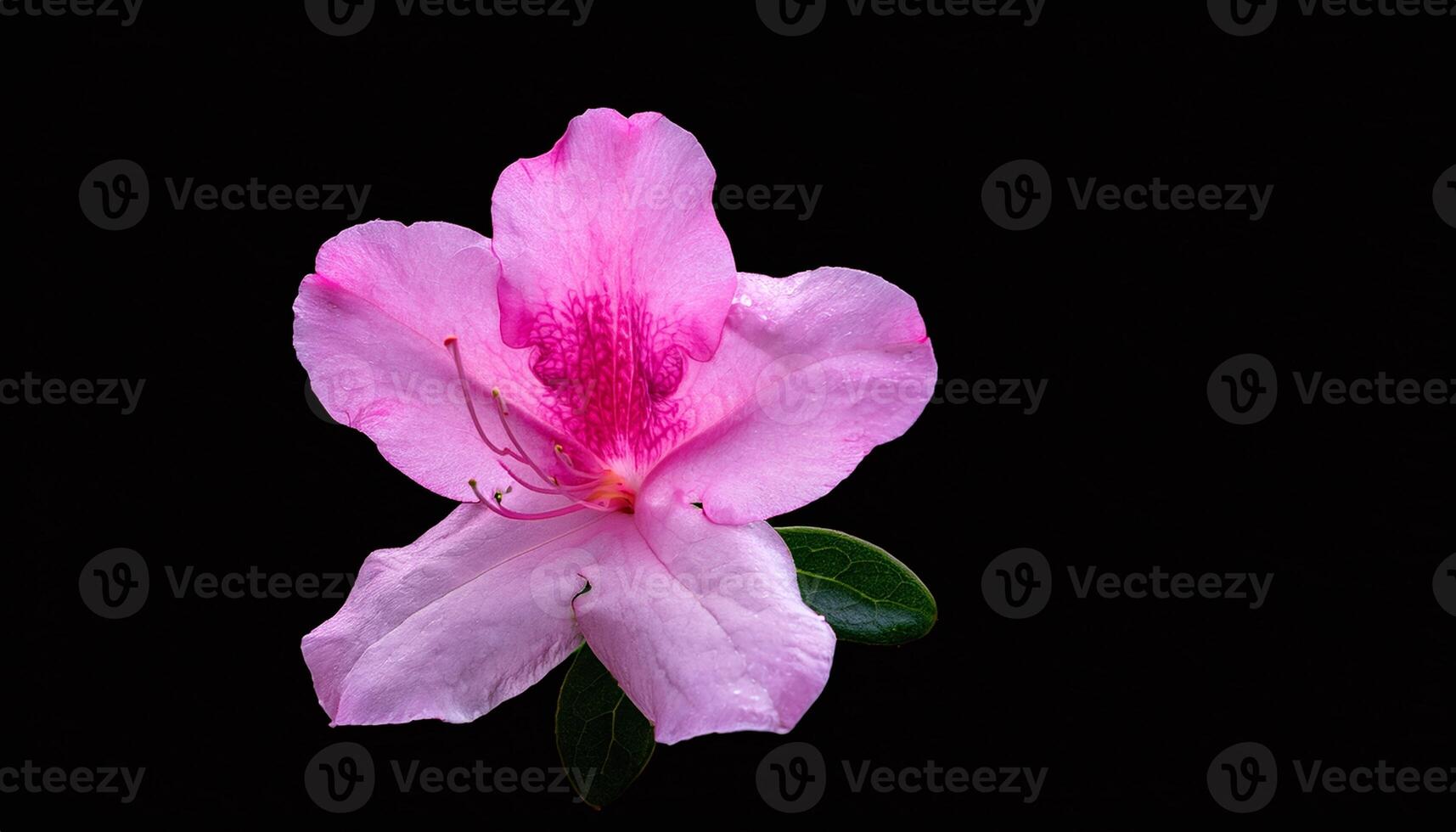 Pink Flower in Dark Background photo