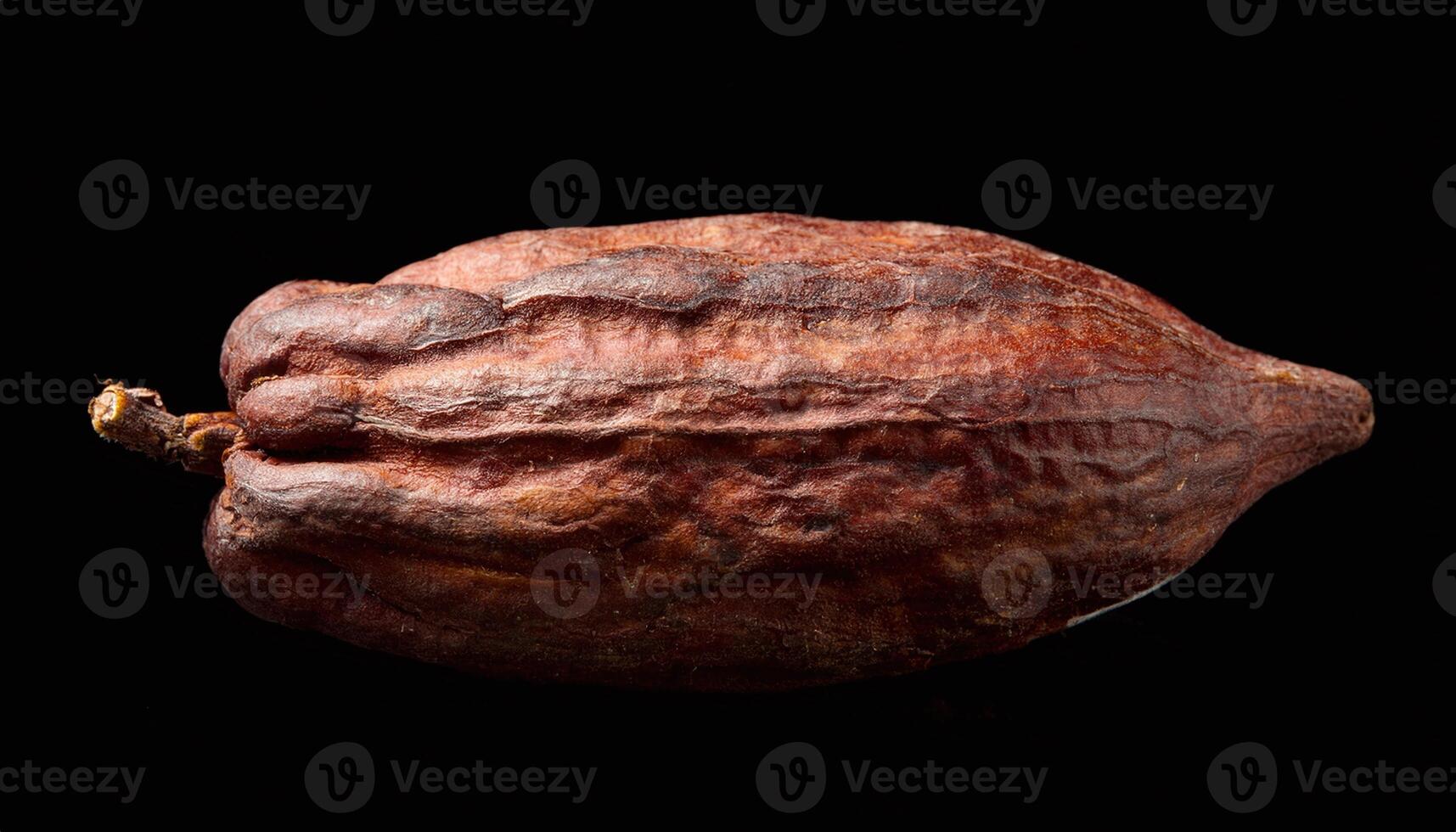 Cocoa Seed in Dark Background photo