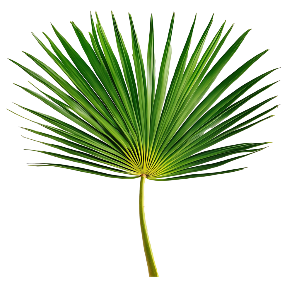 Green Palm Frond Clipart Isolated for Graphic Design Decor png