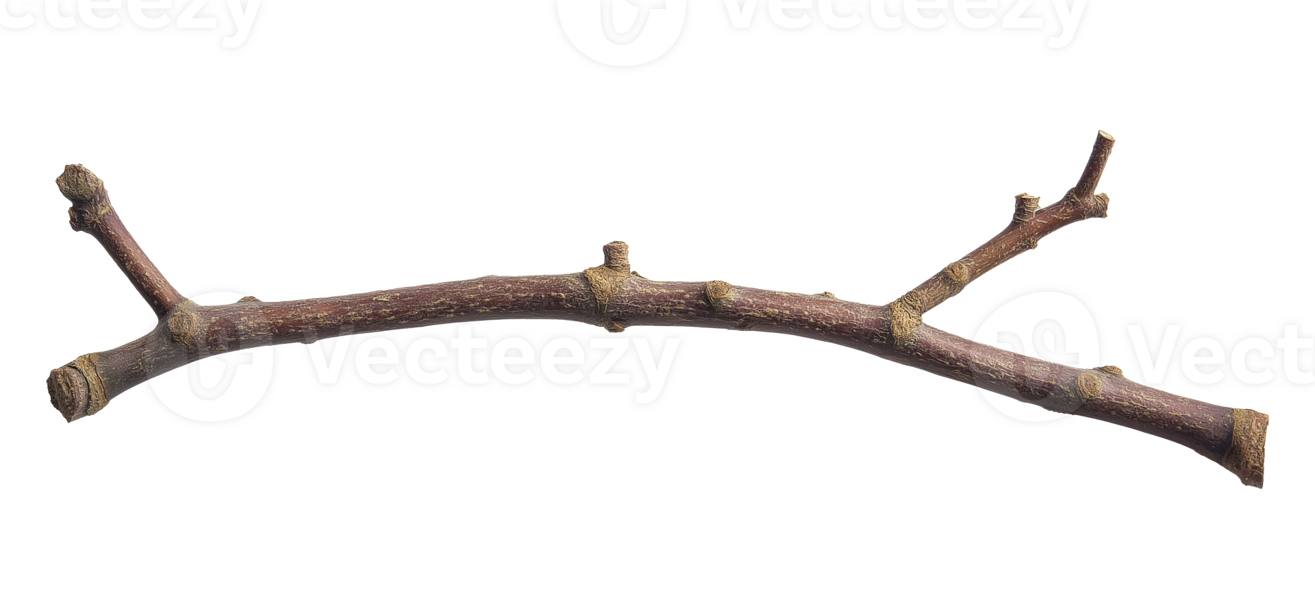 Branch isolated on transparent background png