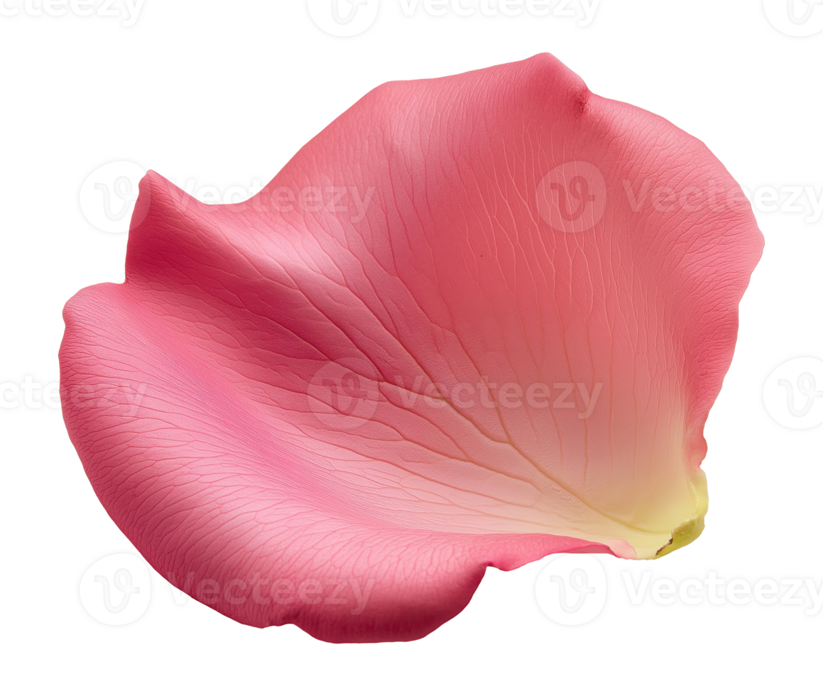 Pink Flower Petal png