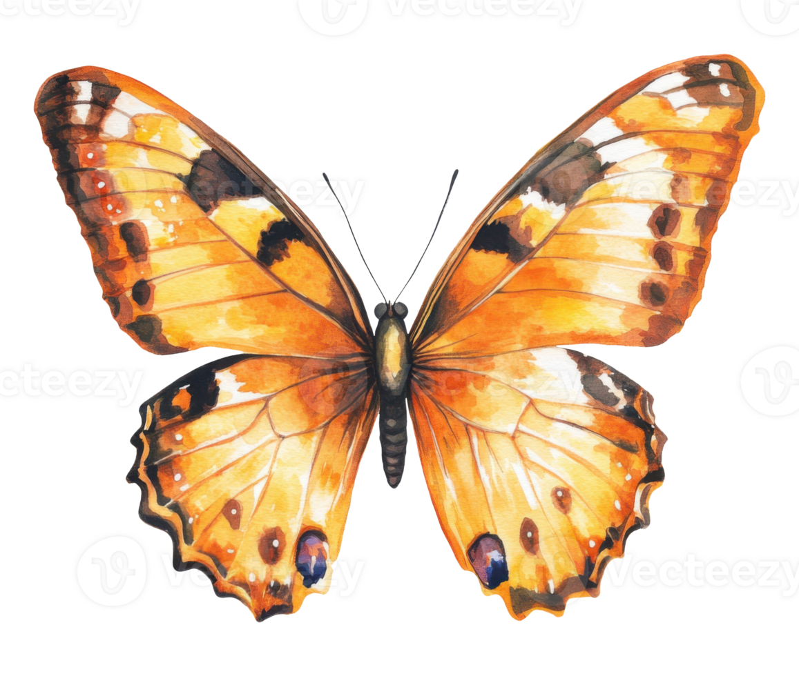 Illustration of an orange butterfly, isolated on a transparent background png