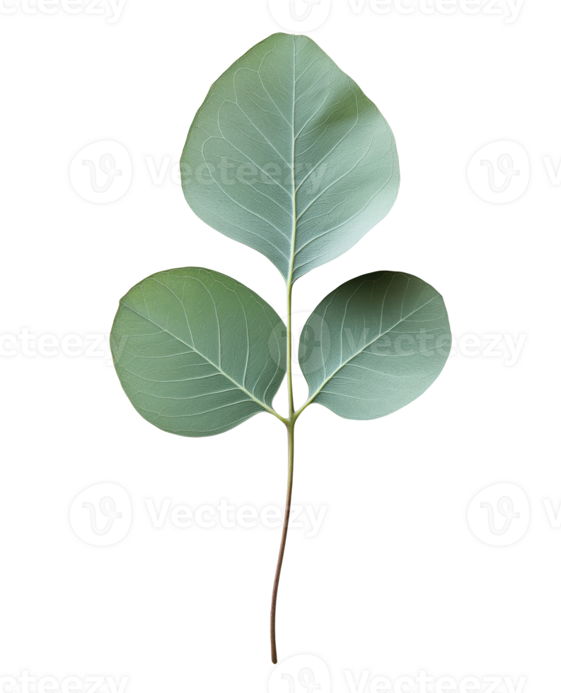 Eucalyptus twig isolated on a transparent background png