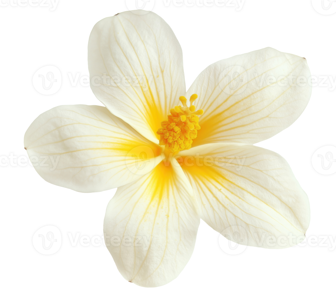 One White Vanilla Flower png