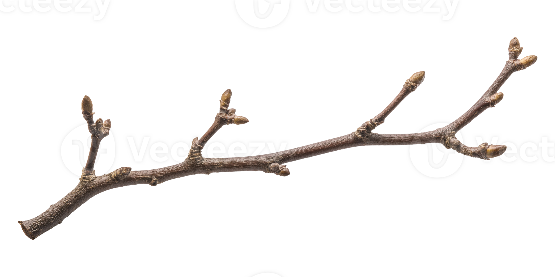 Branch with Buds png