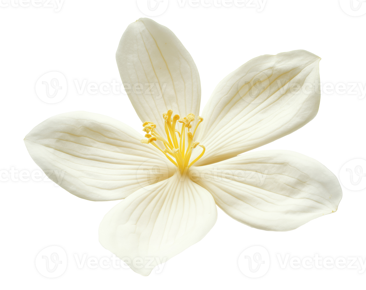 Vanilla Flower Isolated png