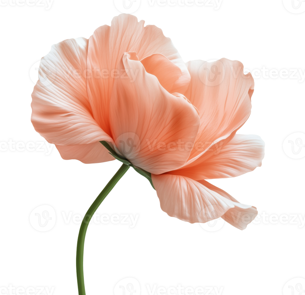Pink Flower with Stem png