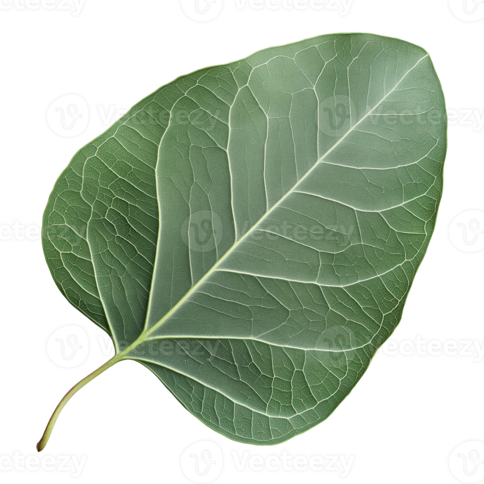 Closeup of an eucalyptus leaf isolated on a transparent background png